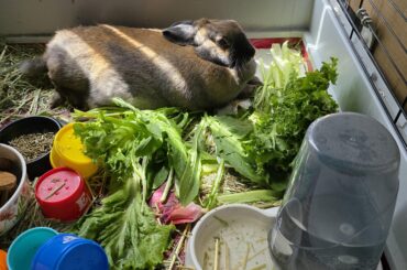 Is she cooling down on her breakfast or is she warming up her greens before she enjoys?