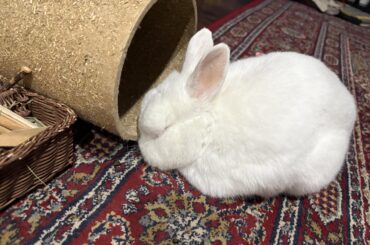 Comfy Tunnelpillow!
