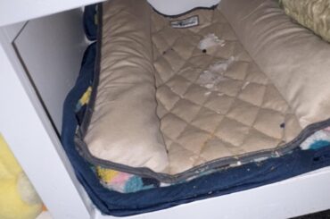 shame him, he ripped up his bed then thumped at me like i did it