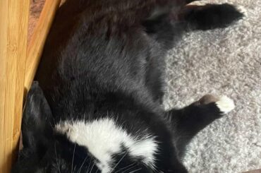 Stole a bag of treats from our table. Shame on him!