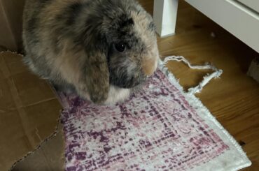 Carpet Muncher