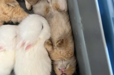 Our baby bunnies