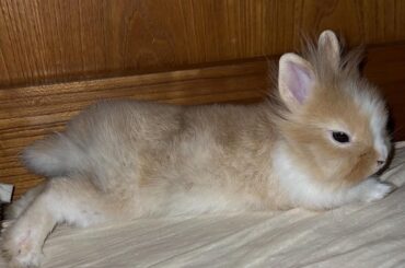 Happy 3 months bunny girl🐰