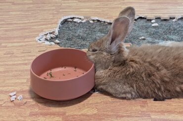 The salad bowl is the best pillow