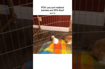 Bunnies become liquid to fit anywhere (part 2) #cuteanimals #pets