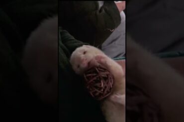 Tiny Titch our hand reared kit