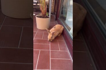 Explorerer Bunny #asmr #cutebunny #funnybunny  #babybunny