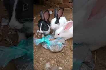 cute baby rabbit short video , cute Bunny #rabbit #mycuterabbit #babyanimal