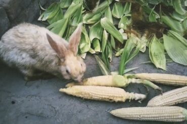 Rabbits baby video with Music | Rabbits Family | kids video Animals |  Cute Bunny video