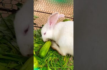 So cute rabbit #cute #yummy #rabbit #rabbits #lovely #love #shortvideo #short #shorts #top #funny