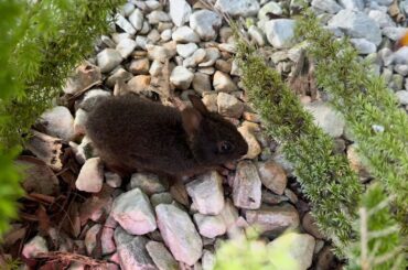 Wild Baby Rabbit | Wild Life | Cute Animals