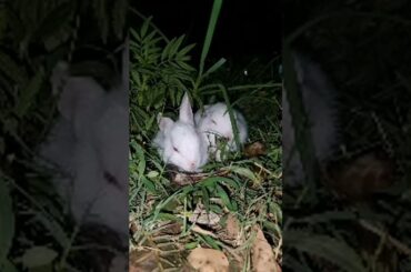 my cute baby bunny rabbit tin tu and tinky