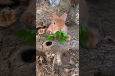 The little rabbit eats celery and is cute. Rabbit is a cute little pastoral pet.