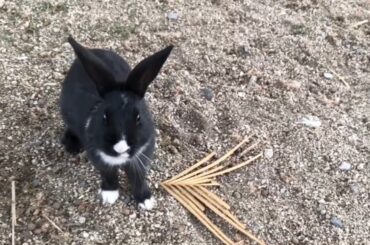 Have you ever met such a cute baby rabbit?