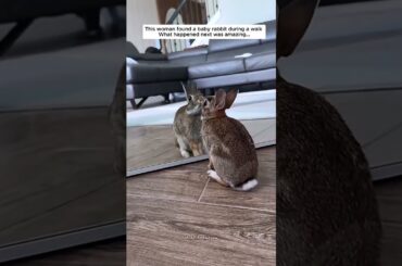 This woman found a baby rabbit during a walk, then... #rabbit #babyrabit #shorts