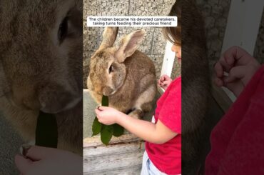 This bunny got lost in the family farm and then was adopted by them