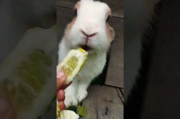 #cute #animals #rabbit #cuteanimals #pets #kelincikreatif #pet #bunny #kelinciberanak #animal