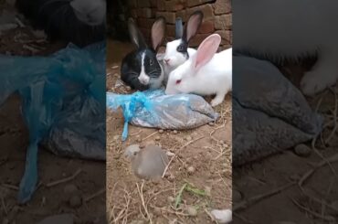 cute baby rabbit short video, bunny video #rabbit #mycuterabbit #babyanimal