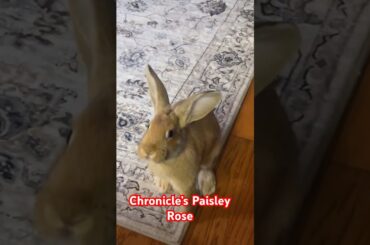 #rabbit #bunnies #bunny #cute #cuteanimals #cutebaby