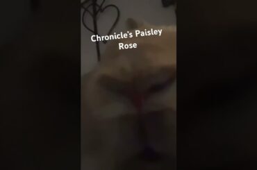 #bunny #bunnies  #rabbit #bunnystory #cute #cutebaby