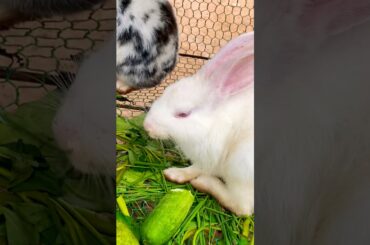 Cute baby rabbit #cute #yummy #rabbit #rabbits #lovely #love #shortvideo #short #shorts #top #funny