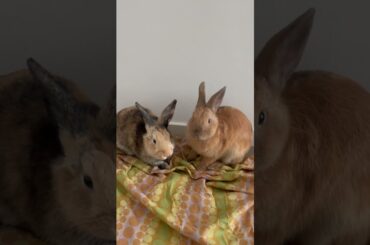 Cute Bunnies nose twitching #asmr #cutebunny #funnybunny