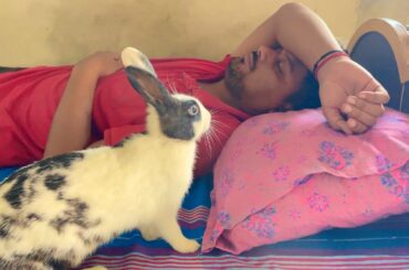Adorable Baby Rabbit On My Bed [Cute Baby Bunny Videos]