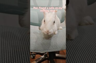 Springy: Shh! It's a top secret! #bunnies #pets #cute #bunny #rabbits