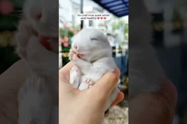 A man rescued a baby rabbit struggling in the mud and then...