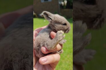 #cute #baby #rabbit #pets #grey #gray #adoptme