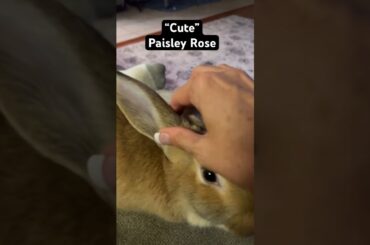 Cute Paisley Rose #pets #cute #rabbit #bunnies #cuteanimals #cutebaby #bunny