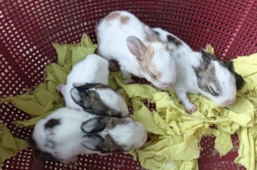 Rabbit Baby | Beautiful Rabbit Baby @DesiBaharuL