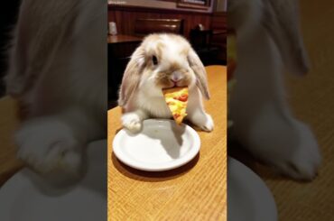 I can’t handle this level of cuteness, Adorable bunny #cute #bunny #fluffy #pets #rabbit