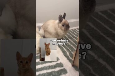 Reasons why my bunny got mad