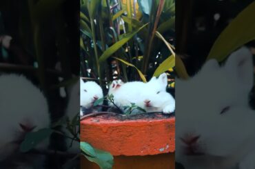 cute rabbit#cute #rabbit #animal