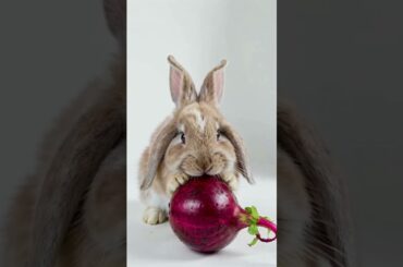 Cute Rabbit Munch Beetroot Like a Gourmet Chef