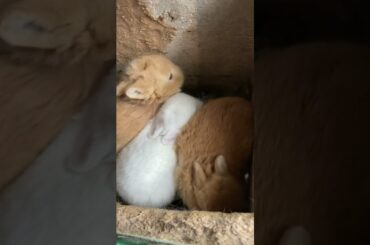 3 cute baby rabbits #rabbit #mybunny #animal #bunny #cute #pets