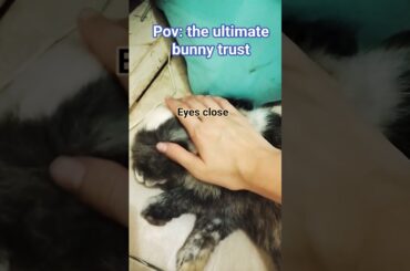 cute and heart attack combination! #bunny #cute #rabbit #pets