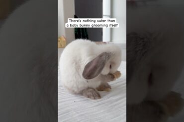 Isn’t she the cutest! #minilop #bunny #babybunny #rabbit #cute #bunnylove