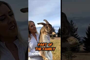 This dog brought home an abandoned baby rabbit to its family and then. #animals #shorts