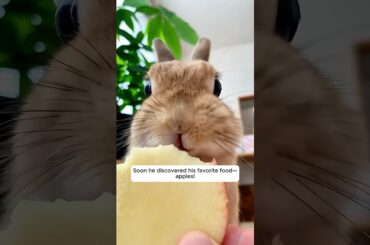 This family found a baby bunny all alone on the road and then...