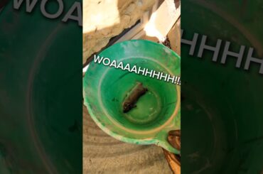 Baby Bunny Season #cute #cuteanimals #rabbit #bunny #shorts