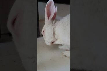 #rabbit #bunny #lifeisbutadream # #cutebunny #business #bunnyoftheday #youtubeshorts #cuteanimals