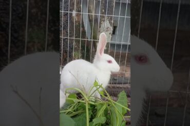 #rabbit #cute #mycuterabbit #cutebunny #pets #beautiful #cuterabbit #rabbits #funny #babyrabbit