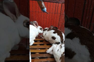 kelinci cute #shorts #kenjzifarm #kenjzipetualang