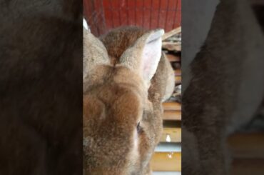 rabbit cute #shorts #kenjzifarm #kenjzipetualang