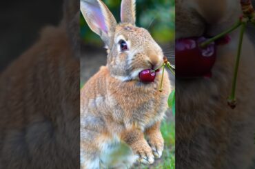 Cute rabbit eating red cherry #rabbit #cute #shorts #bunny