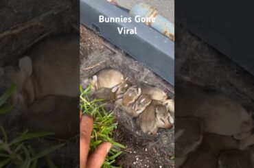 Cutest Baby Bunnies You'll see Today. #bunny #bunnies