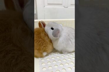 GIVING MY FRIEND A GENTLE BATH #mybunny #petbunny #bunny #cute #babybunny