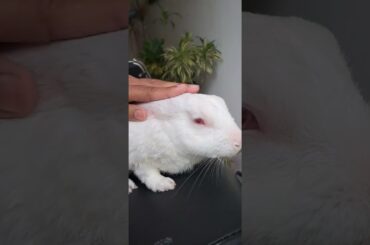 #rabbit #cute #bunny #nothingimposibleinthisworld #pets #bunnyoftheday #youtubeshorts #animals